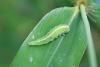 Epistrophe sp.